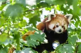 Red pandas at Manor House Wildlife Park - a short stroll from Florence Springs Luxury Lodges, Tenby, Pembrokeshire, South West Wales