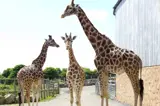Giraffes at Folly Farm - 15 mins from Florence Springs Luxury Lodges, Tenby, Pembrokeshire, South West Wales