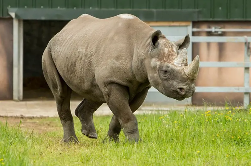 Rhinos at Folly Farm - 15 mins from Florence Springs Luxury Lodges, Tenby, Pembrokeshire, South West Wales