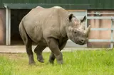 Rhinos at Folly Farm - 15 mins from Florence Springs Luxury Lodges, Tenby, Pembrokeshire, South West Wales