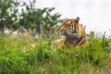 Beautiful tigers at Manor House Wildlife Park - a short stroll from Florence Springs Luxury Lodges, Tenby, Pembrokeshire, South West Wales