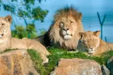 Lions at Folly Farm - 15 mins from Florence Springs Luxury Lodges, Tenby, Pembrokeshire, South West Wales