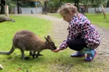 Feeding the wallabies at Manor House Wildlife Park - a short stroll from Florence Springs Luxury Lodges, Tenby, Pembrokeshire, South West Wales