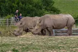 The rhinos at Manor House Wildlife Park - a short stroll from Florence Springs Luxury Lodges, Tenby, Pembrokeshire, South West Wales