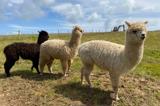 Bobby, Rocket and Alpacino - the friendly alpacas at Florence Springs Glamping and Luxury Lodges, Tenby, Pembrokeshire, South West Wales