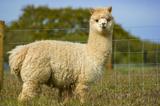 The friendly alpacas at Florence Springs Luxury Lodges, Tenby, Pembrokeshire, South West Wales